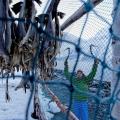 Norway_Lyngen_Ice_stockfish_BPurner_02