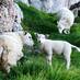 Wonderful nature with self-confident sheeps